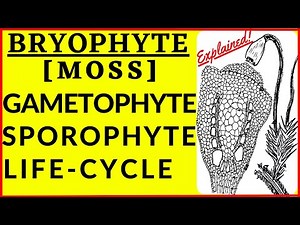 Spore Dispersal Mechanism of Moss Bryophyte | Life Cycle & Reproduction | Germination of Spores NEET