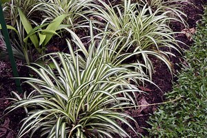 Planta Cinta: [Cultivo, Riego, Asociaciones, Plagas Y Enfermedades]
