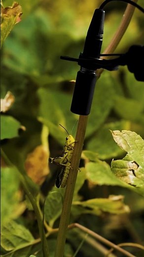 The sound of the Large Banded Grasshopper 🦗 #science #nature