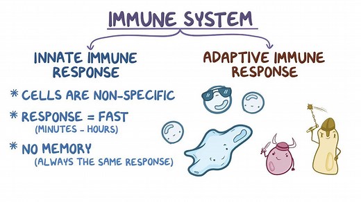Video: Innate immune system - Video Explanation! | Osmosis | Osmosis