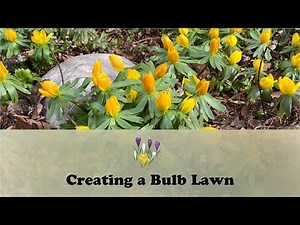 Creating a Bulb Lawn | Let's Grow Stuff