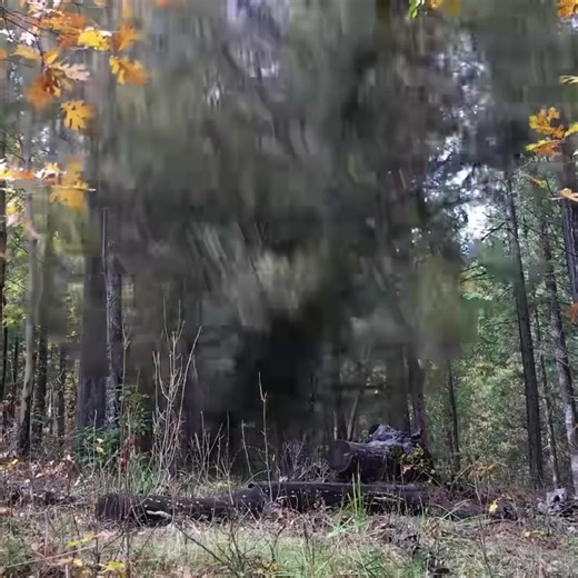 #How to Make a Humboldt Undercut Felling Notch Part 6