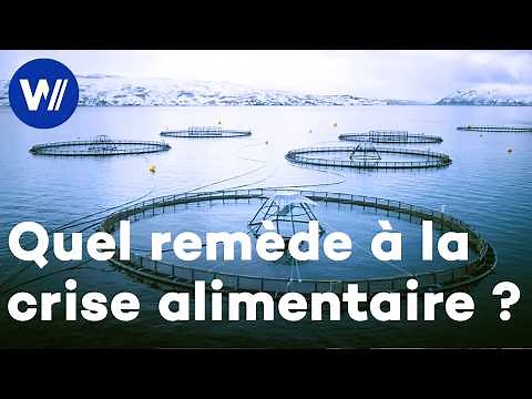 L’aquaculture de saumon: la clé de l’alimentation durable de demain? (documentaire complet)
