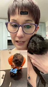 The update on Grace the guinea pig! She would like to point out, she’s fluffy around the edges 😂 REALLY fluffy | Masons' Cavies