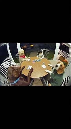 Dogs playing cards during the night