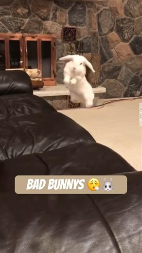 Bad Bunny concert?… I got a BAD bunny at home 😭 #rabbit #bunny
