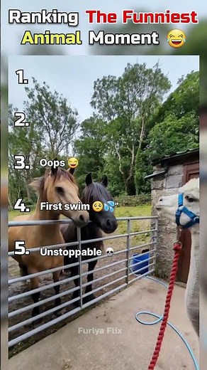 Ranking The Funniest Animal Moments 😂🐾 #funnyanimals #animalshorts #pets #shorts #viralshorts