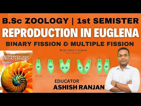 B.Sc Zoology | 1st Semester | Reproduction In Euglena