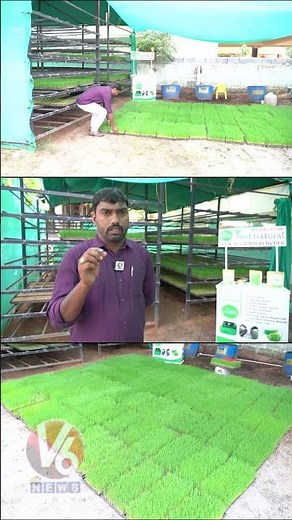 Wheat Grass Farming | Wheat Grass Juice Health Benefits | Wheat Grass Powder & Soaps | V6 Shorts