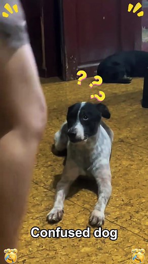Confused Dog Asks a Big Question Mark