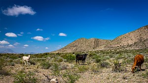 DRIED UP: Texas cattle industry faces existential crisis from historic drought