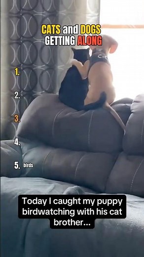 Cats and Dogs getting along! 🥰🥰🥰