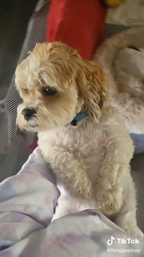 Maltese Jack Russell Mix: Meet Mr. Nolan