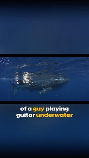 Playing Guitar Underwater To Whale Sharks In Mexico 😮 #wildlife #ocean #whaleshark #podcast #film