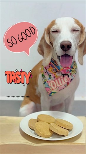 Happy belly, happier me! 🐶🐾 Cos life’s too short to stop at “just one patty!”😜😝 Packed with 95% meat, bone, organ & supplements, these freeze-dried raw patties are pure goodness in every bite. Tried all flavours and love them all! 🤤😋 #LemonBeagle #Dog #Beagle #LoveFood #Yummy #Dogs #Beagles #DogsLife #Treats #GoodLife #LoveDogs | Ollie The Lemon Beagle