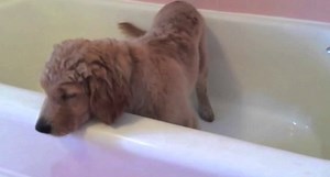 Golden Retriever De 4 Meses Todos Os Dias Toma o Seu Banho Sozinho