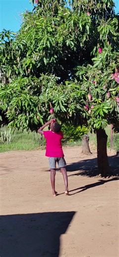 Harvesting Fresh Mangoes Straight From the Tree