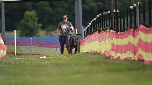 What is SprintDog??? SprintDog is a 60 second timed 100 metre sprint where dogs of all sizes and breeds (purebred or mixed) complete a 100 metre run, either by chasing a lure or recalling to the finish line. Times are averaged over two runs, converted to speed converted into points that then count towards SprintDog Titles. Dogs compete individually and do not compete against each other – this sport is all about your dog’s individual performance and improving on its individual speed. When we talk