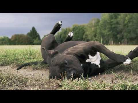 American Staffordshire Terrier - Jasper