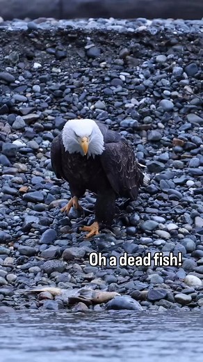 It was at this moment he knew he ***** up 😂 I have one spot available due to a cancellation! Who wants to go photograph bald eagles this November? Get in touch asap if interested 🙏 #baldeagles #alaska #baldeagle #wildlifephotography #alaskawildlife #eagle | Mark Bouldoukian Photography