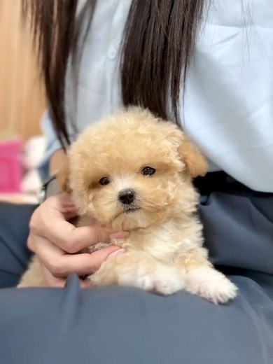 5 comments | Adopt Charming Toy Poodles – Small, Intelligent, and...