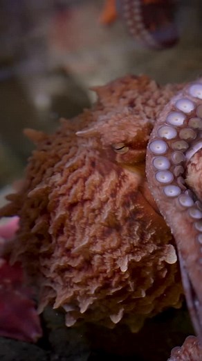 Learn more about Sam, the giant pacific octopus that calls Mystic Aquarium home! 🐙 | Mystic Aquarium