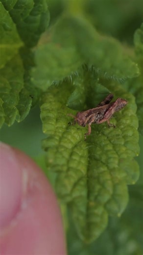 Very tiny grasshopper #macrovideo #insectvideo #naturevideo