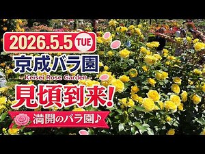 2026年5月5日 京成バラ園｜春バラ見頃到来！満開のバラ園へ | Roses in Bloom (4K)