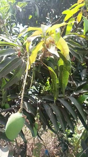 Feel the Energy of Trees 🌳 | Nature Healing Meditation#TreeMeditation#NatureHealing#Nature