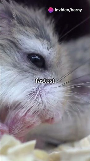 Top 5 Hamster Breeds for Pet Lovers! #petlover #hamsters #animalfacts