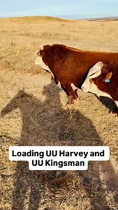 Got length! Long ole hip! And talk about easy going disposition! Everyone that looks thru the herd bulls always comments on UU Harvey, UU Kingsman and UU Kingston. Van Newkirk Herefords Oshkosh Ne 308-778-6230 | Van Newkirk Herefords