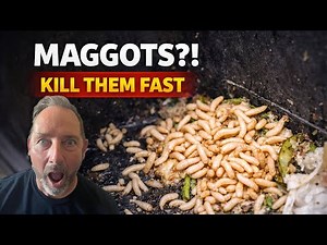 How to Get Rid of Maggots FAST (And Stop Them From Coming Back)