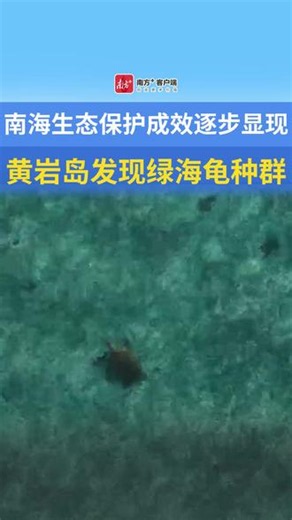 黄岩岛发现大规模绿海龟种群-我国科考队在黄岩岛发现国家一级野生动物绿海龟种群
