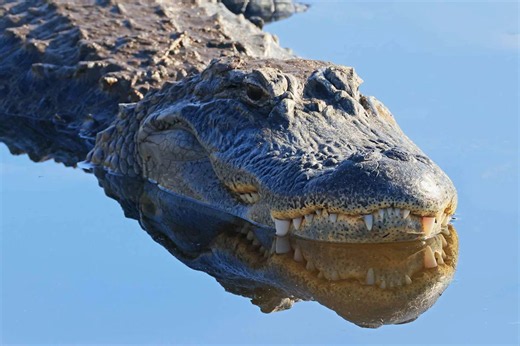 Florida Wildlife Officials Investigating Viral Video of Woman Petting Wild Alligator in State Park