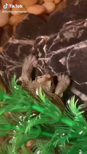 Turtle Care Tips: Part 1