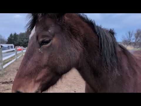 Installing a Slow Feeder Net for Green Hay Hut