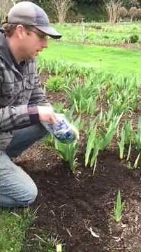 How to Fertilize Your Iris with Low-Nitrogen Fertilizer in the Spring