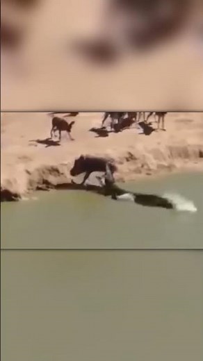Heart-Stopping Moment: Crocodile Attacks Warthog Out of Nowhere