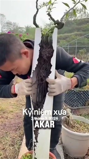 Panen bonsai akar panjang #bonsai