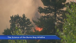 How bog fire differs from other wildfire situations