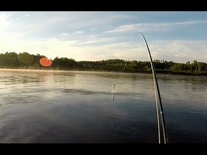 Atlantic Salmon Taking a Fly - Exploits River, Newfoundland