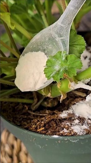 They're blooming like crazy! 🌺✨️ Homemade Rice Fertilizer for Plants | Fast Flowering #shorts #pl...