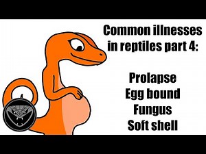 Common illnesses in reptiles pt 4