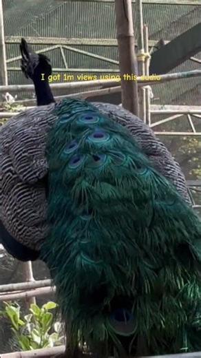 I Got 1M view's using This Audio #shorts #viralmusic #viralaudio #viralshort #shortvideo #myvideo