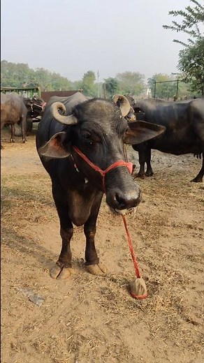 Relaxing Buffalo Sound 🐃🎧 | Natural Animal Sound to Calm Your Mind