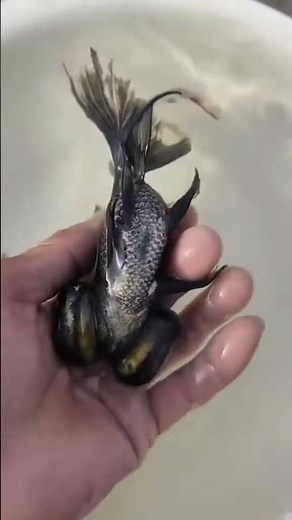 Next, let me show you the black goldfish! Does anyone like it #goldfish #koi
