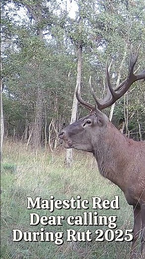 Majestic Red Deer Calling – Rut 2025 (Slovakia) #deer #wildlife #trailcam #deerrut #hunting