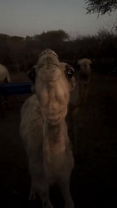 Ma ila socotaaan | Kadar M Ismail