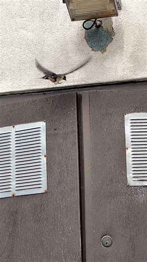 Swallow flying through gap above door to nesting area 🪺 #swallow #birds #nest #wildbirds #wildlife