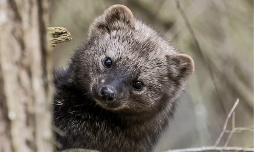 Fisher cat’s screams and other rumors that aren’t true about this mammal